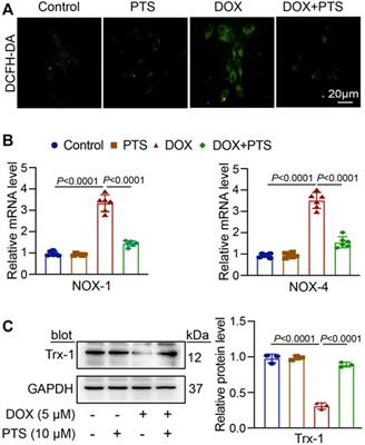 Thioredoxin-1 Activation by Pterostilbene Protects Against Doxorubicin-Induced Hepatotoxicity via Inhibiting the NLRP3 Inflammasome